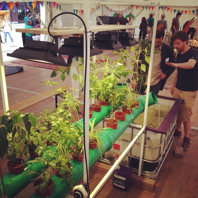 Jan Bunse zeigt Umweltamt Chili und Aquaponik Prototyp