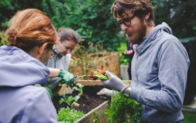 Leckeres Gemüse in der Stadt – Die erste Saison im Westgarten