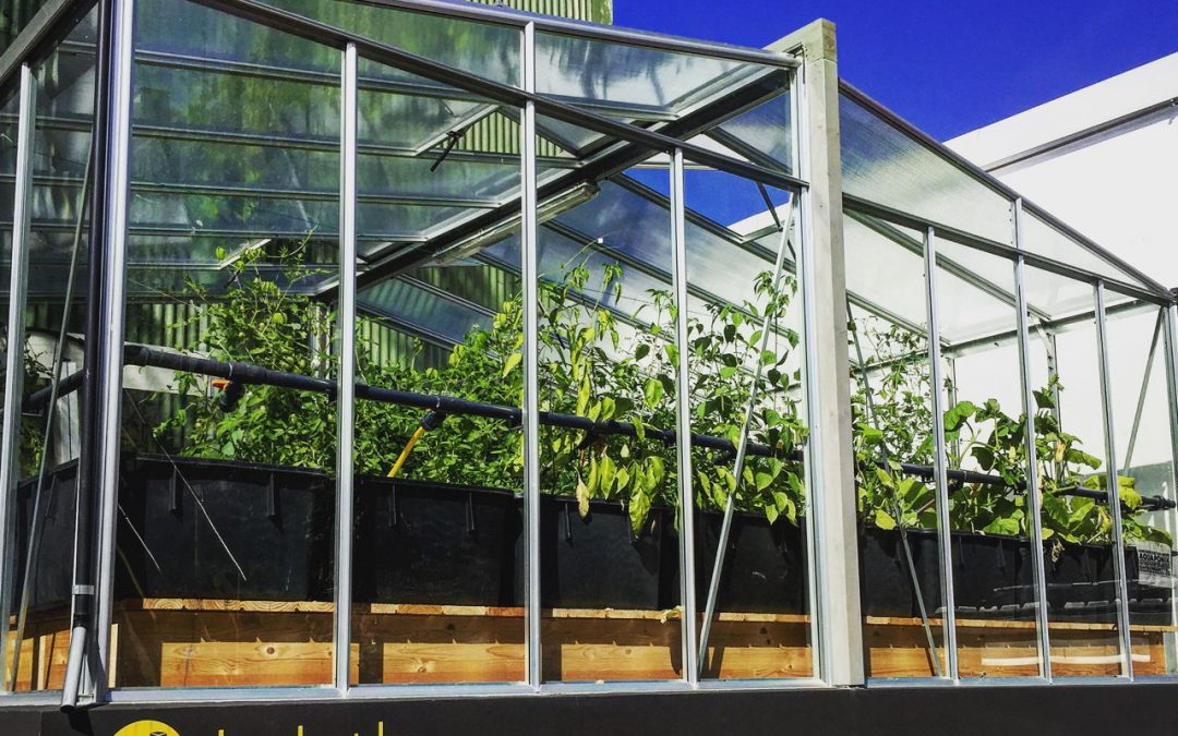 Aquaponik Unionviertel