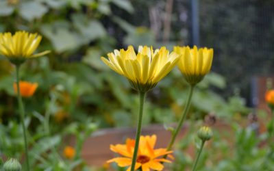 Möbel für den Westgarten, Bienen für die Stadt