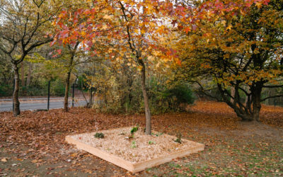 Baumscheibengarten bauen mit der 7c der Wilhelm Busch Realschule