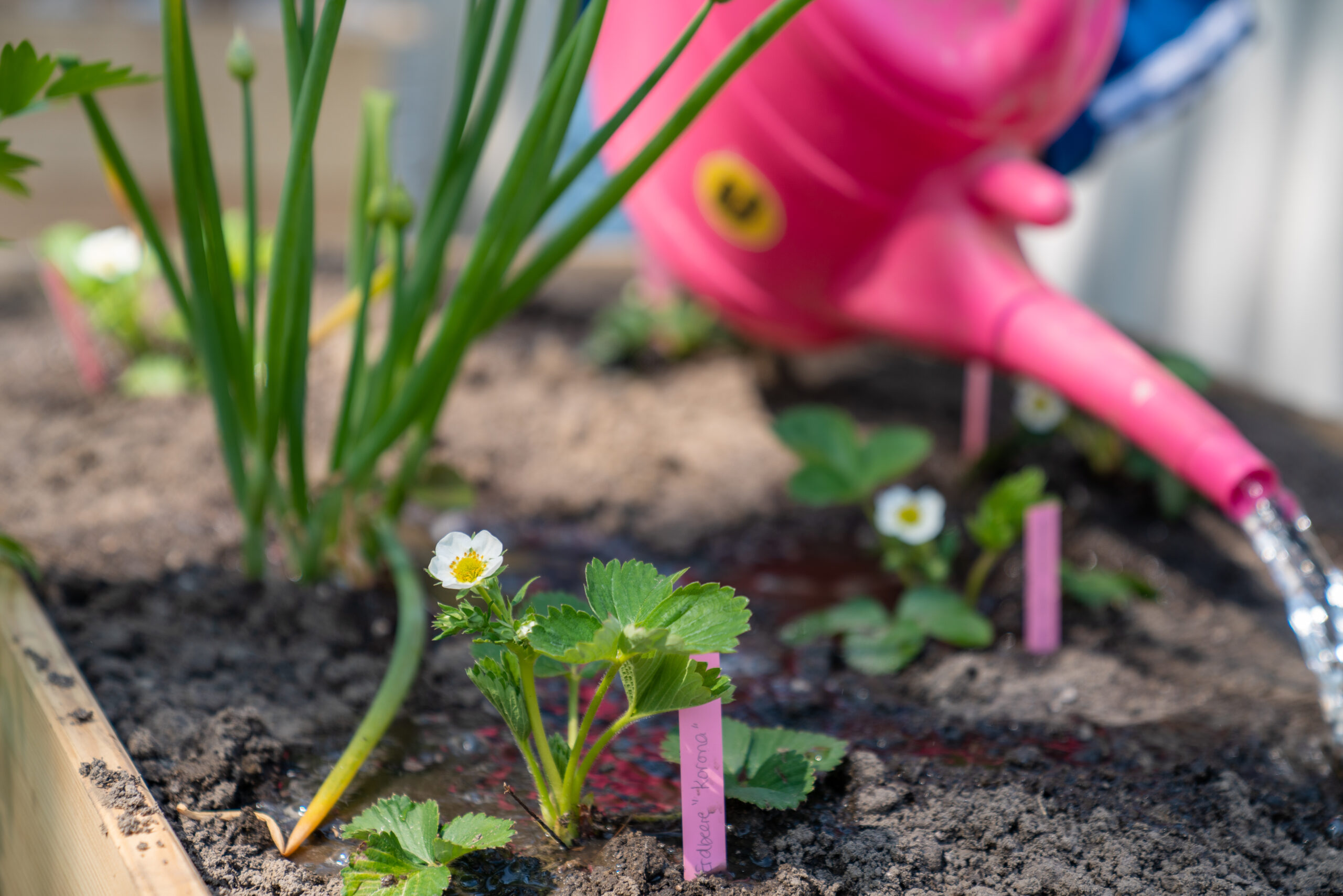 Nahaufnahme von Erdbeerpflanzen mit weißen Blüten und einer pinken Gießkanne beim Bewässern