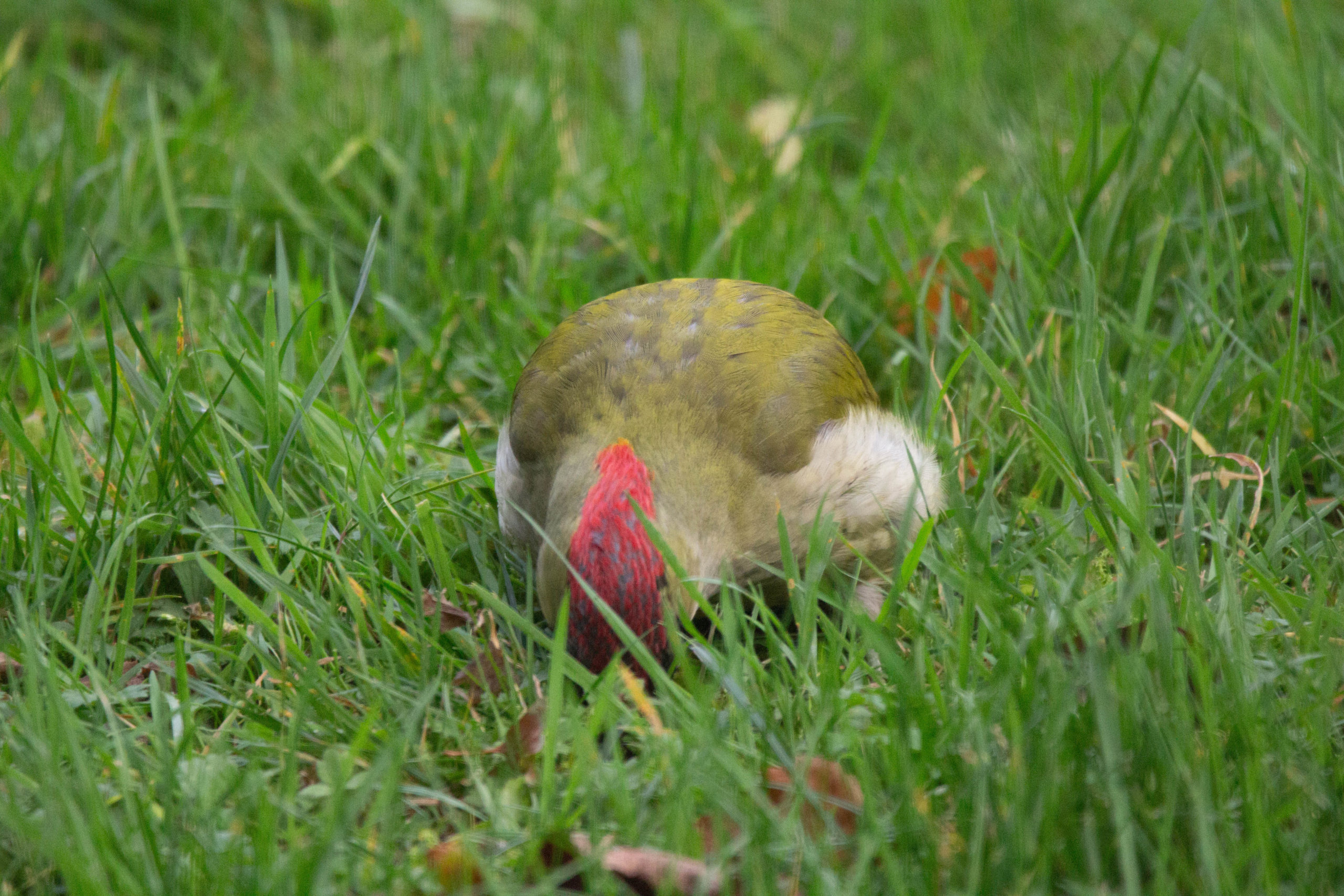 Exkursion zu Tieren und Pflanzen im Biegerpark Duisburg