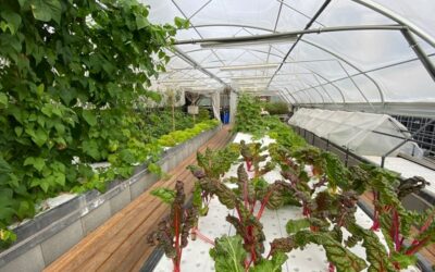 Urbane Aquaponik für alle – die Hansaponik wird produktiv