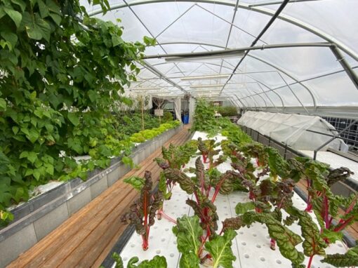 Hansaponik Aquaponik Kokerei Hansa (2)