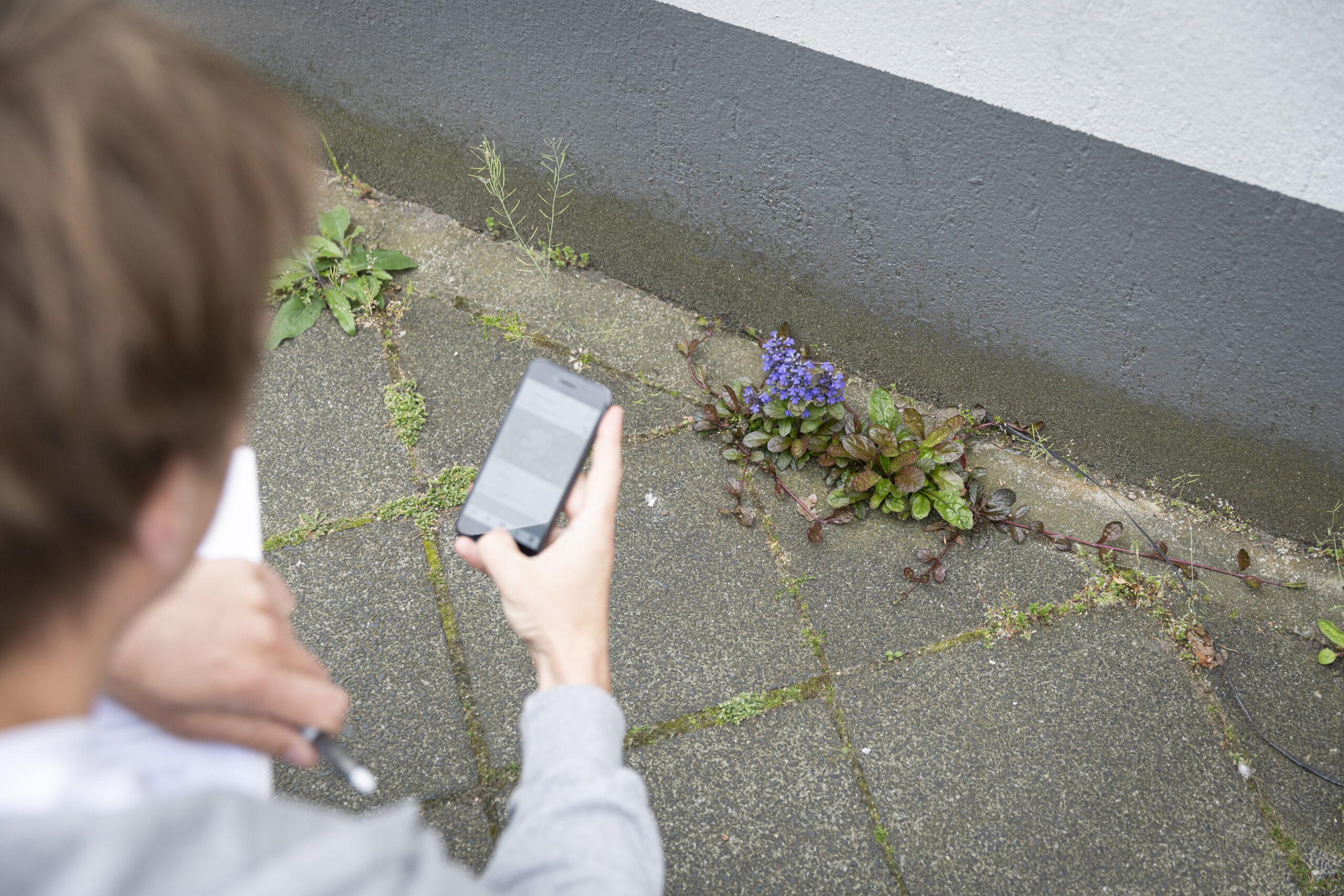 Person fotografiert mit Smartphone Wildwuchs und blaue Blüten an Hauswand.