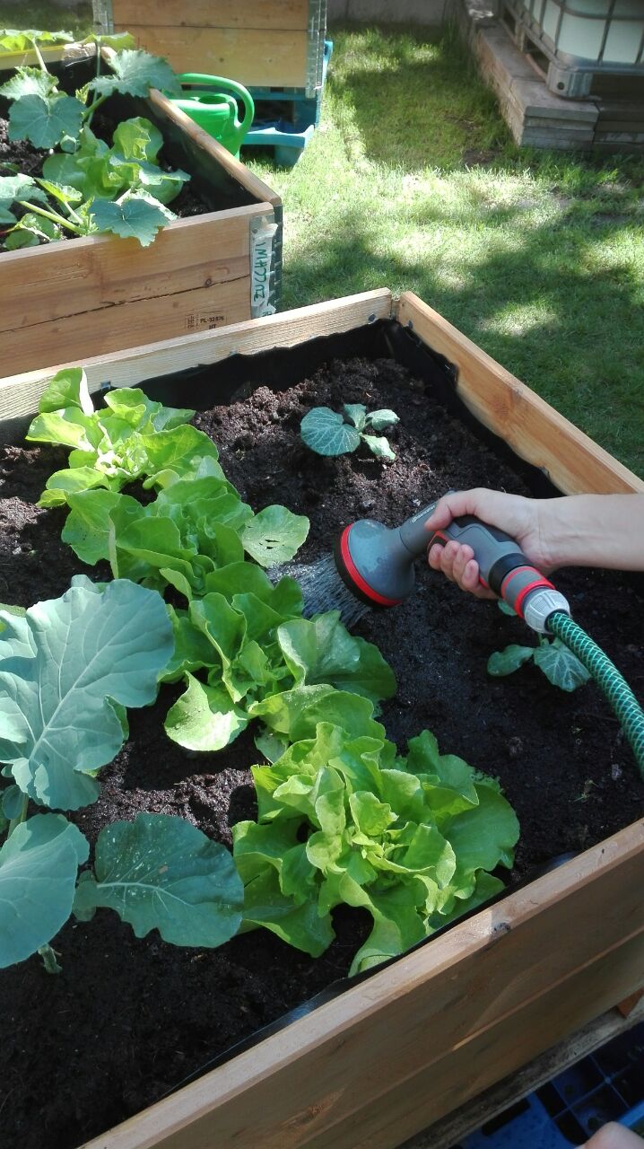 Eine Person bewässert Gemüsepflanzen in einem erhobenen Hochbeet mit Gartenschlauch.