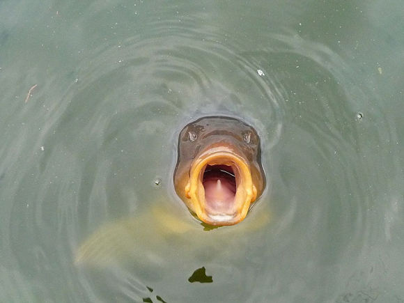 Flusspferd mit weit geöffnetem Maul blickt von oben aus grünlichem Wasser.