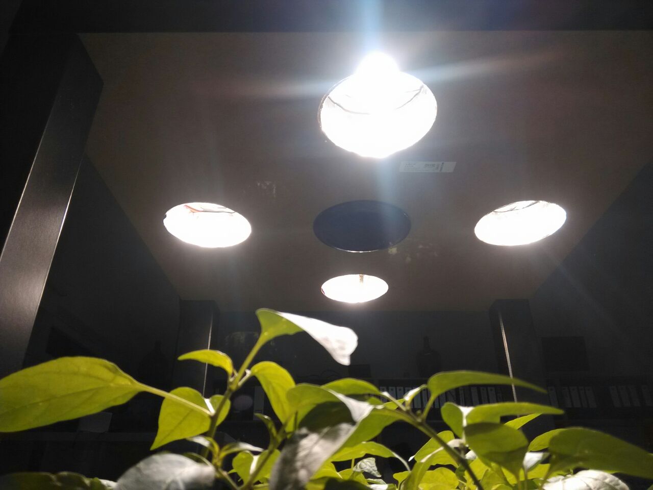 Pflanze mit weißen Blüten unter künstlicher LED-Beleuchtung an Decke.