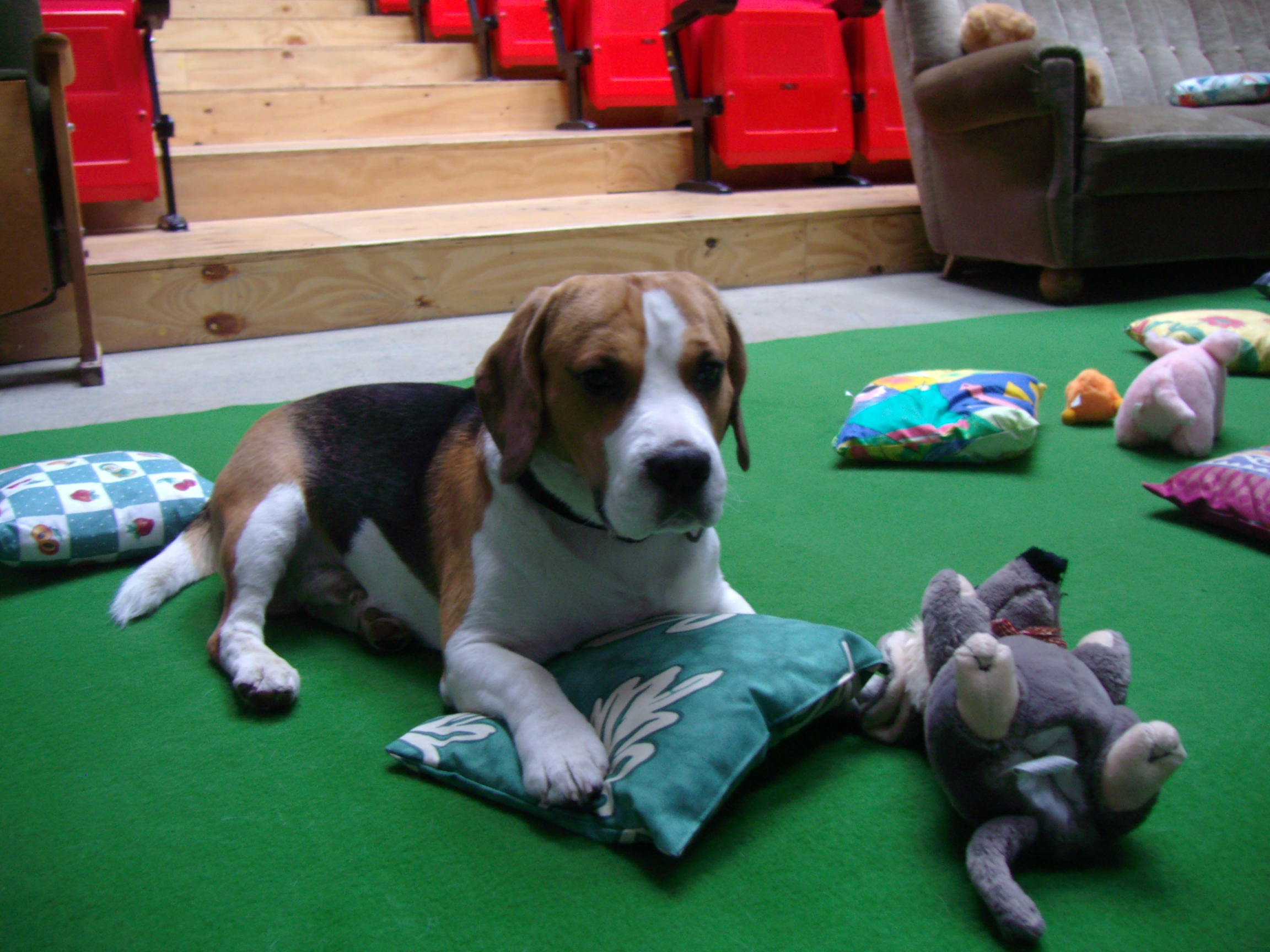 Ein Beagle liegt auf grünem Teppich mit Kissen und Stofftieren vor Kinositzen.